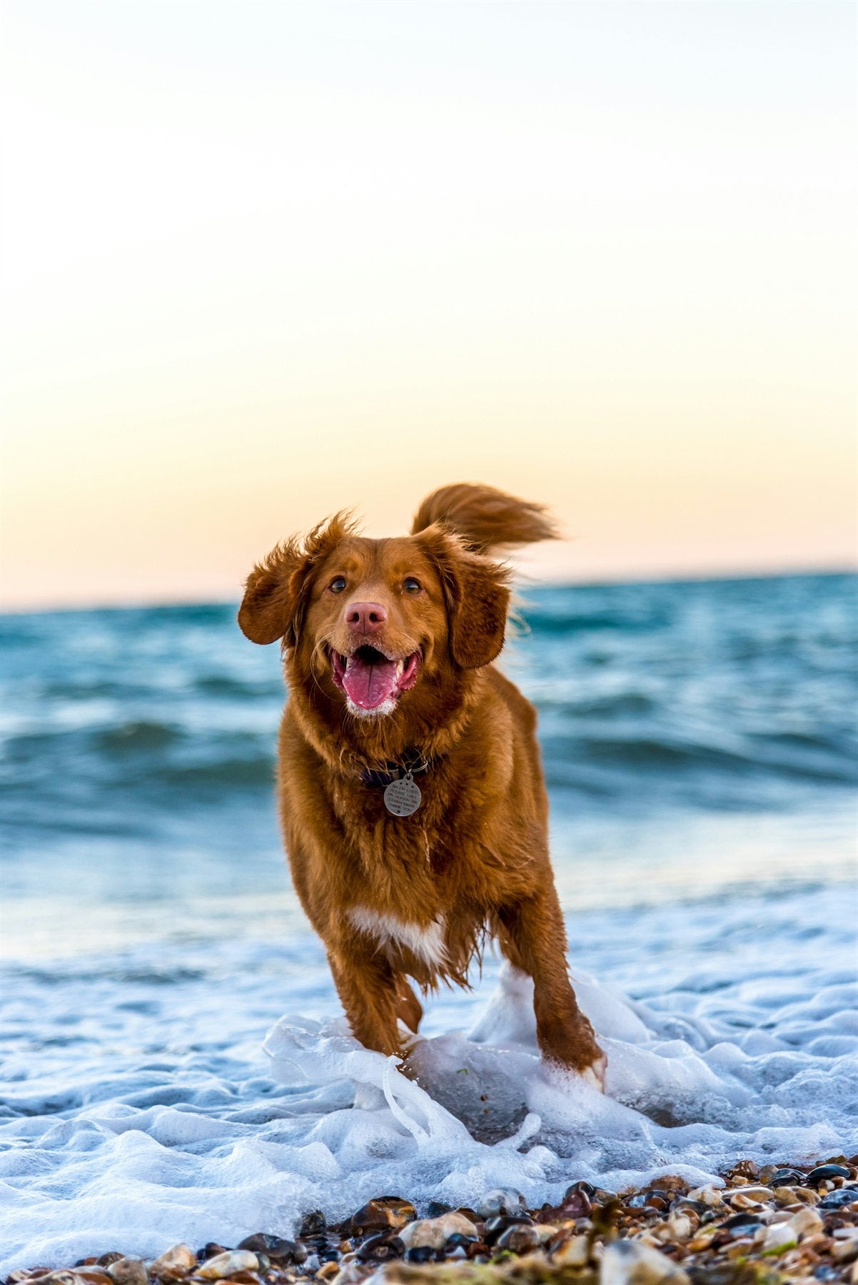 Dog Tests